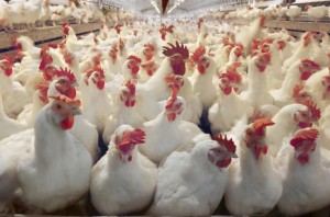 chickens2n-4-web