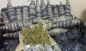 البانجو المخدر