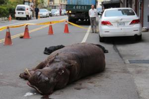 An injured hippo lies on the ground after it jumped from a truck in Miaoli county, Taiwan, while being transported to a farm
