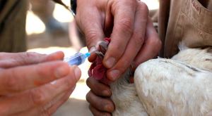 العثور على حالات عدوى بفيروس أنفلونزا الطيور فى ألمانيا