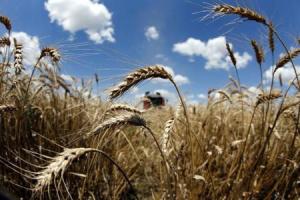 مصر تطلب شراء قمح للشحن في الفترة 8-18 فبراير