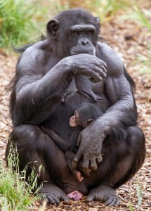 The adoption of another female's baby by a pregnant female, an "unheard of" act amoungst chimps, has happened at Monarto Zoo in Australia 
